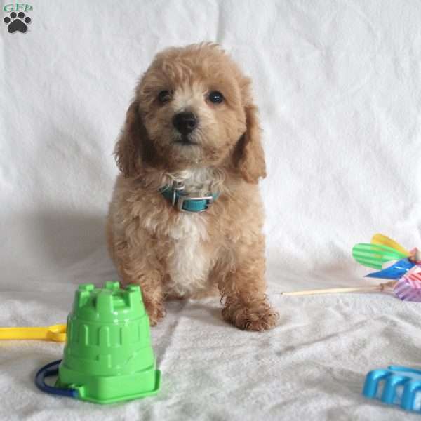 Chane, Bich-Poo Puppy